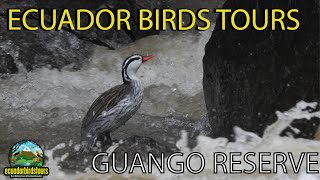 Guango Reserve Tour by Ecuador Birds Tours [upl. by Gnah]