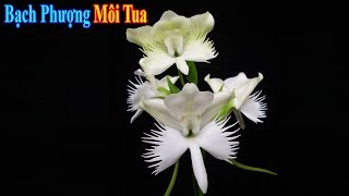 Sáng 46 250Kp Địa Lan Bạch Phượng Môi Tua vô cùng quý hiếm  Đại 0384750258 [upl. by Nuaj]