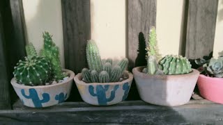 Me enamoro de mis plantas cada que salgo al jardín Suculentas y cactus compactos y colores hermosos [upl. by Tnilc]