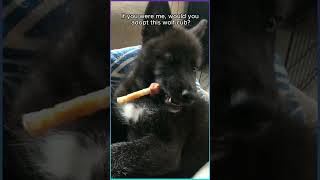 Met a black baby I didnt think it was a wolf and took it home rescue animalrescue animals wolf [upl. by Wren]