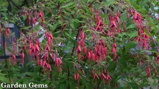 Hardy Fuchsia Fuchsia magellanica [upl. by Aneg]