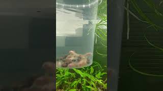 Corydoras paleatus albino ready to go [upl. by Nlycaj162]