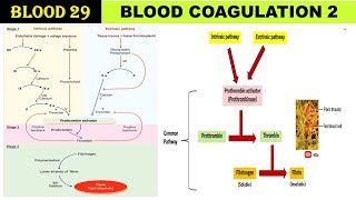 Blood 29 Clotting Cascade  Blood Coagulation  Intrinsic amp Extrinsic Pathway  Common Pathway [upl. by Cad685]