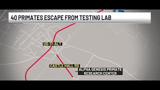 How Did 43 Monkeys Escape This US Lab The Shocking Story 🐒 facts news video monkey animals [upl. by Ettessil]