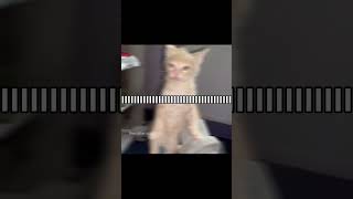 ITS A CALMING NOTION notion therareoccasions songoftheday cat  funny catsofyoutube catedit [upl. by Anola]