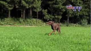 Dobermann Informationen zur Rasse [upl. by Luap]