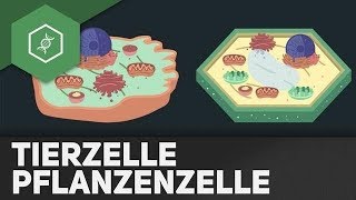 Tierzelle vs Pflanzenzelle  REMAKE [upl. by Laekcim]