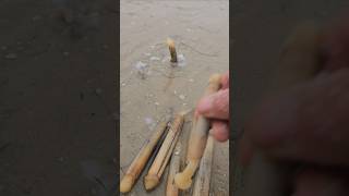 Hunting sea moose sea knife in a strange way snail seasnail fishing fish beach [upl. by Simpkins]