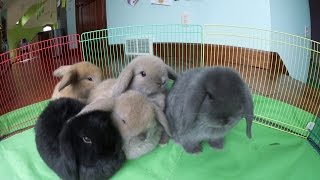 Bunny Update  6WeekOld Holland Lop Babies [upl. by Morten427]