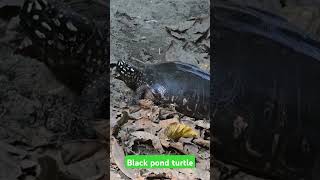 Black pond turtle captured by ranadipwildlife turtle 🐢 [upl. by Aisel]