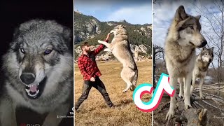 Wolf Dogs Compilation Tiktok 2021 Badass Wolves [upl. by Undry]