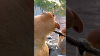 Proboscis Monkey Amazing videotop fyp fruit foryou yummy fresh shorts ytshorts [upl. by Yerrok]