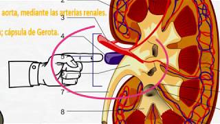 Fisiología renal Generalidades [upl. by Camilla]