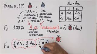 1ª Lei de Mendel  Genética  Resumo Professor Gustavo [upl. by Magan]