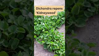 Dichondra repens ‘Kidneyweed’ Australian Native Groundcover Plant [upl. by Vallie]