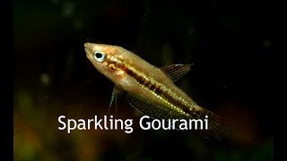 Sparkling GouramiTiny little croakers [upl. by Curtis]