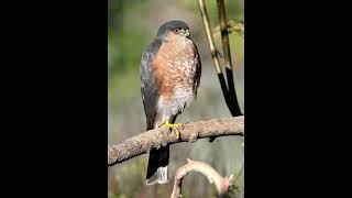 Sharpshinned hawk sounds [upl. by Oskar]