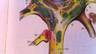 quotAnatomy and Physiologyquot The Nerve Cell [upl. by Neetsuj]