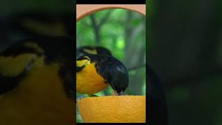 Orange Spike Feeder birds birdfeeder orioles birdslover [upl. by Ver659]