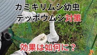 果樹のカミキリムシの幼虫テッポウムシ対策に効果あり？ [upl. by Annahavas]