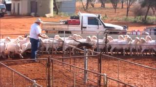 life in an australian shearing shed [upl. by Atse]