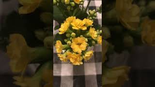 Kalanchoe Blossfeldiana Yellow Succulent Plant for IndoorHouseplant [upl. by Siver]