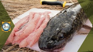 How To Clean A Burbot [upl. by Landan361]