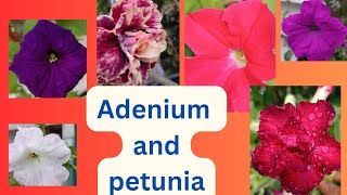 Adenium amp Petunia  my experience  seed germination   🌾🌾 [upl. by Gargan]