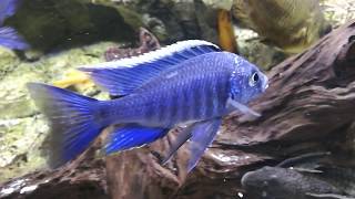 Copadichromis Azureus [upl. by Eiffub261]