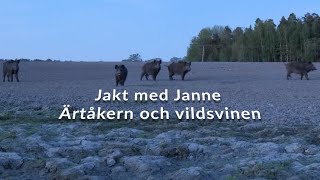 Jakt med Janne  Ärtåkern och vildsvinen [upl. by Myranda]