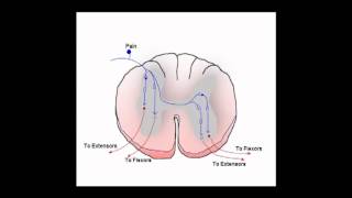 The Gait Guys Talk about Crossed Extensor Reflexes [upl. by Atsirhc]