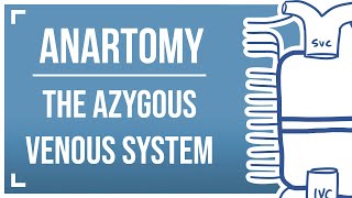 Drawing the Azygous Venous System [upl. by Brawley]