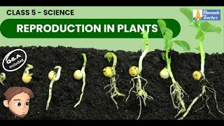 Class 5 Science Reproduction in Plants  Seeds Germination Seed Dispersal and Crop Growth [upl. by Nniw617]