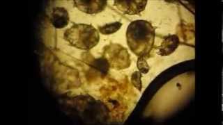 Ear Mites in cat and life cycle [upl. by Suoicerpal]