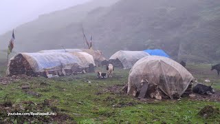 Himalayan Village Life  The Yak Farm  Dolpa  Nepal  Milking in the Yak Farm  Real Nepali Life [upl. by Nirrok]