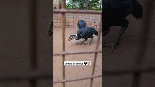 3 month Dyeblack chicks sale🖤💯🐣shorts peruvidai trichy farming kattuseval [upl. by Tyree52]