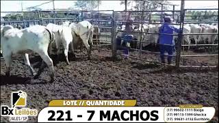 LOTE 221 7 MACHOS [upl. by Pavyer]