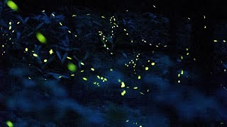 Synchronous fireflies light up the Smokies [upl. by Anura]