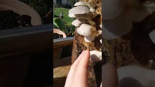 pleurotus ostreatus [upl. by Thunell]