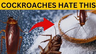 pest control how to kill cockroach within 2 minutes  home remedybaking soda magic ingredient [upl. by Niledam]