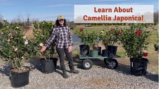 Learn About Camellia Japonica [upl. by Isyak]