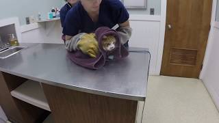 VET VISIT GONE WRONG Cat Attacks Veterinarian [upl. by Htiekal187]