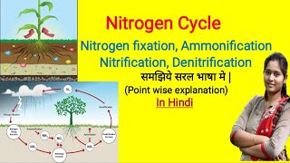 Nitrogen Cycle in Hindi  nitrogen fixation  Ammonification  Nitrification  Denitrification [upl. by Hallvard]