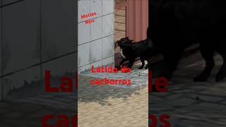 Latido de cachorro shorts Dog [upl. by Saval435]