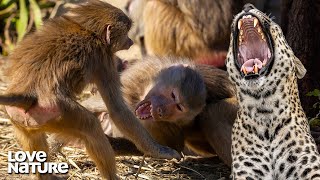 Nasty Baboon Fight Exposes Troop to Hungry Leopard  Love Nature [upl. by Eenerb]