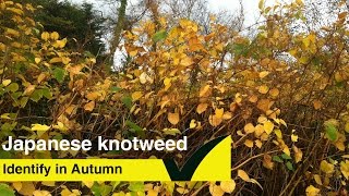 How to Identify Japanese Knotweed in the Autumn [upl. by Geof]