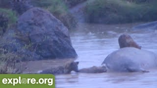 Hyena Pack Scavenges A Dead Hippo Graphic [upl. by Pitt741]