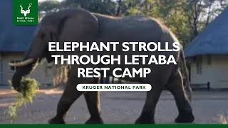 Elephant’s Leisurely Stroll Through Letaba Camp  Kruger National Park Elephant sanparks [upl. by Skyler]