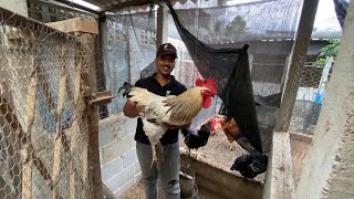 Vlog  Manejo das Aves  Trocando Galinhas Caipirão Gigante 02 [upl. by Souvaine]