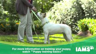 How to Leash Train a Puppy Iams® Puppy Training [upl. by Sculley558]